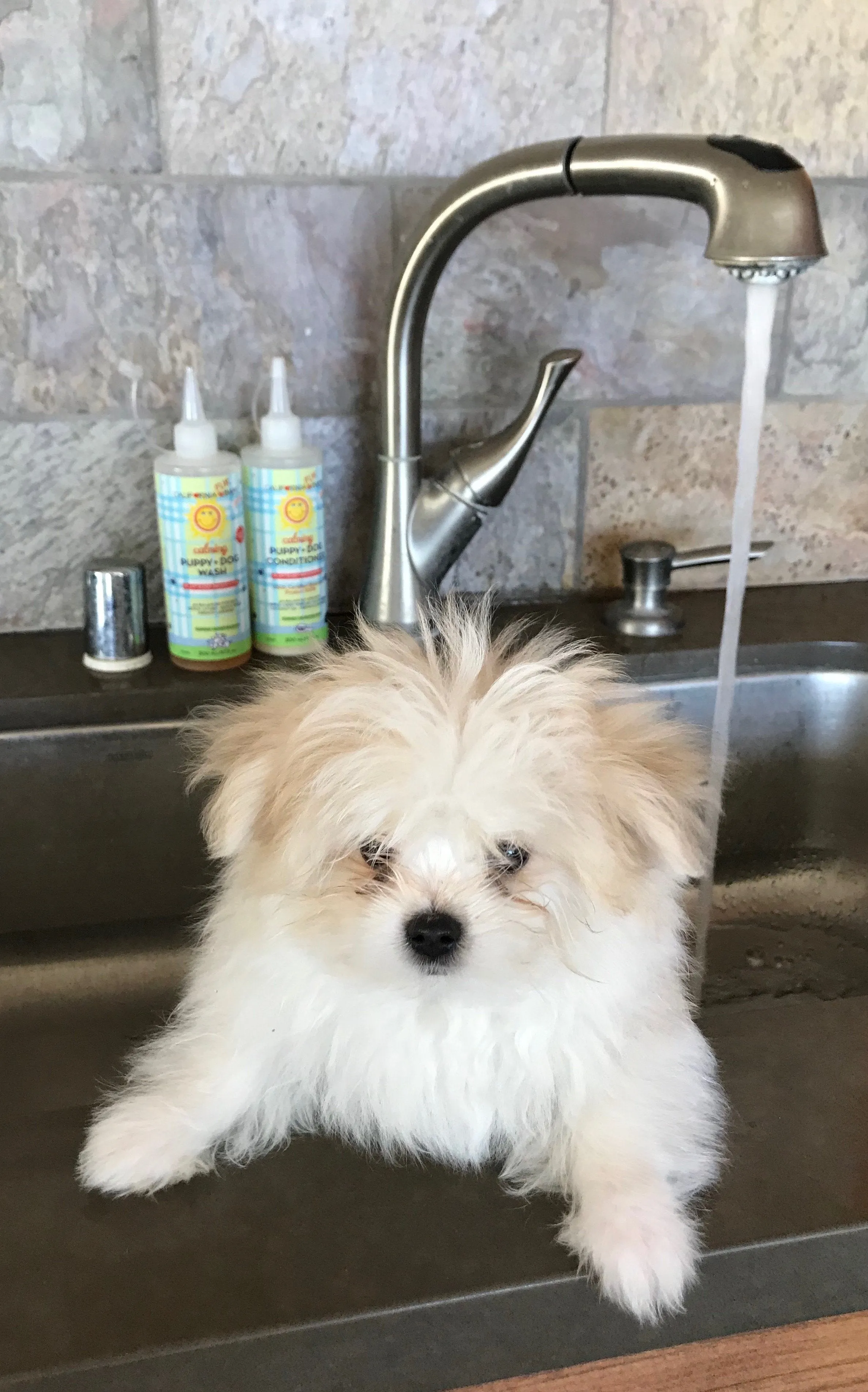 Calming™ Puppy   Dog Wash & Conditioner Set